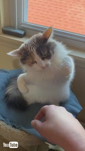 「Cat Slaps Owner's Hand When They Try to Pet Her - 1258339」