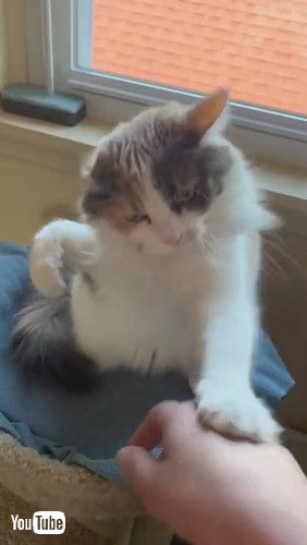「Cat Slaps Owner's Hand When They Try to Pet Her - 1258339」