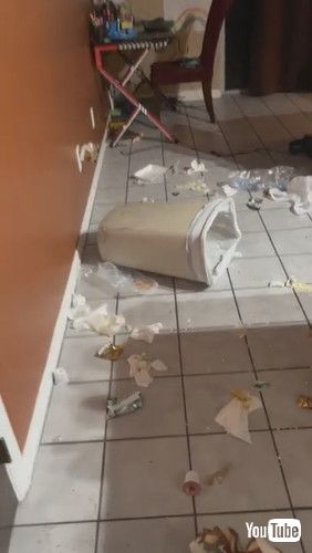 「Guilty Little Pup Stuck in Garbage Lid || ViralHog」