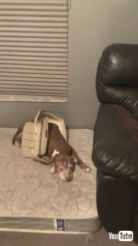 「Guilty Little Pup Stuck in Garbage Lid || ViralHog」