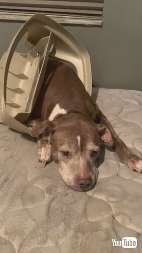 「Guilty Little Pup Stuck in Garbage Lid || ViralHog」