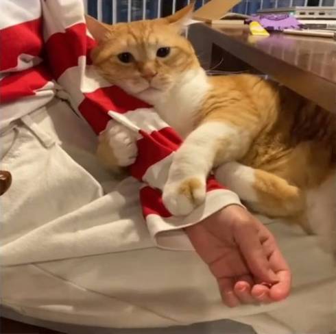 猫 ぐっぴー君 グワシ