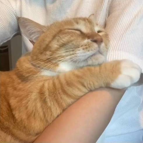 猫 ぐっぴー君 グワシ