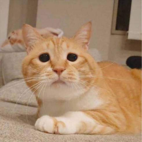 猫 ぐっぴー君 グワシ