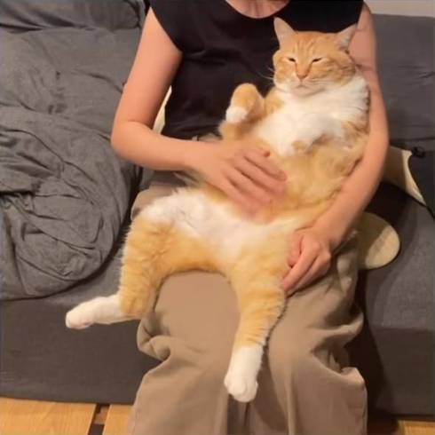 猫 ぐっぴー君 グワシ