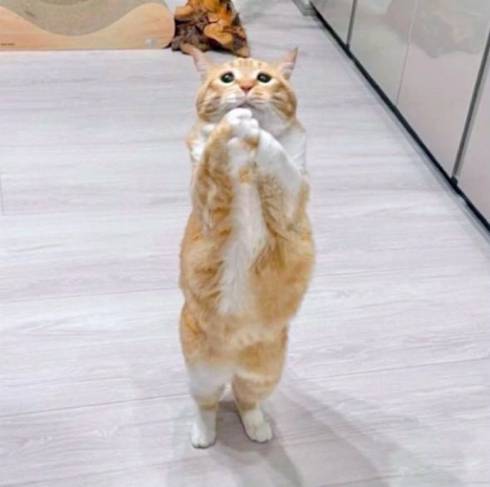 猫 ぐっぴー君 グワシ