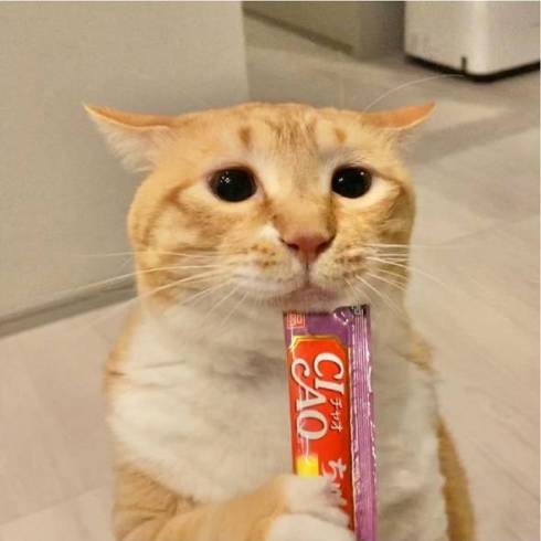 猫 ぐっぴー君 グワシ