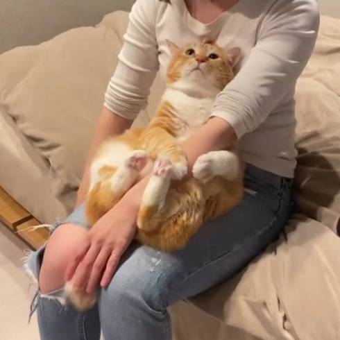 猫 ぐっぴー君 グワシ