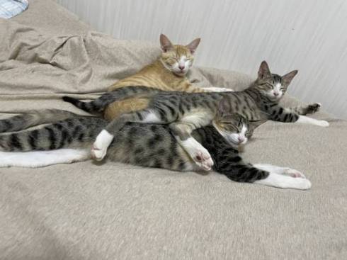 猫 芸術作品 保護猫ちゃん