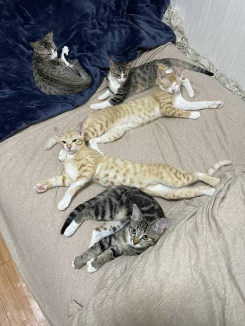 猫 芸術作品 保護猫ちゃん