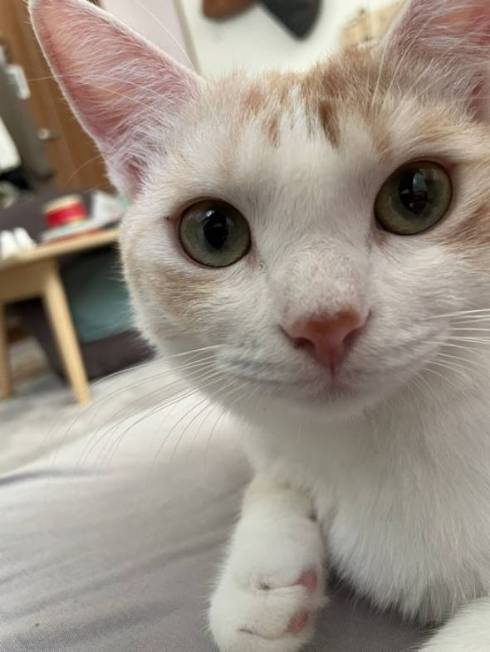 猫 芸術作品 保護猫ちゃん