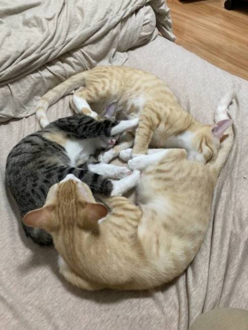 猫 芸術作品 保護猫ちゃん