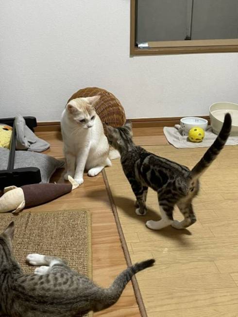 猫 芸術作品 保護猫ちゃん