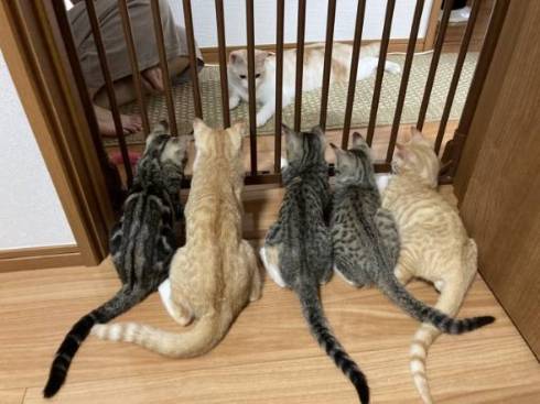 猫 芸術作品 保護猫ちゃん