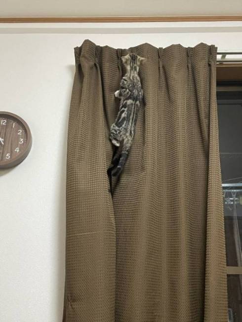 猫 芸術作品 保護猫ちゃん