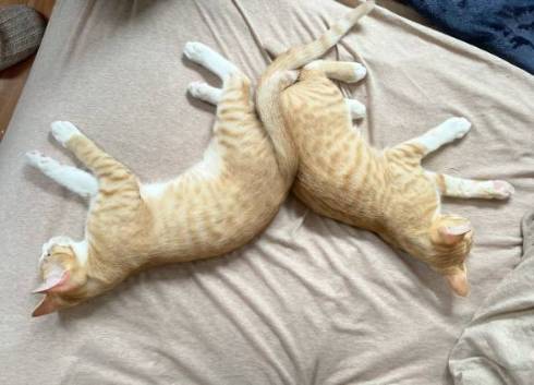 猫 芸術作品 保護猫ちゃん