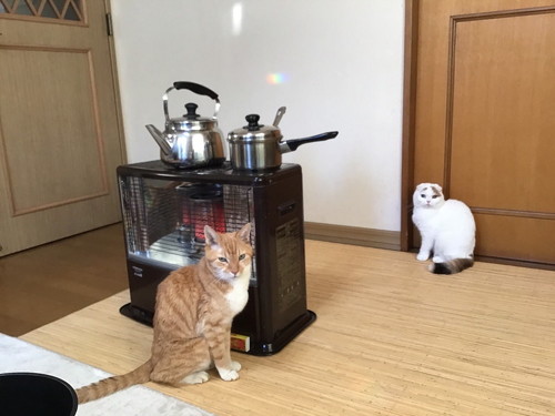 Twitterでストーブと検索すると