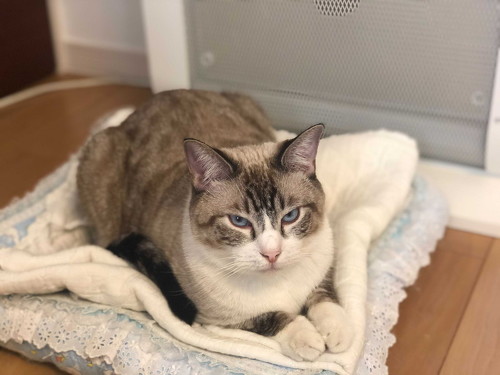 Twitterでストーブと検索すると