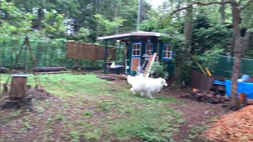 超大型犬 グレートピレニーズ ルンルン アラン いがぐり 悲鳴 駆け寄る