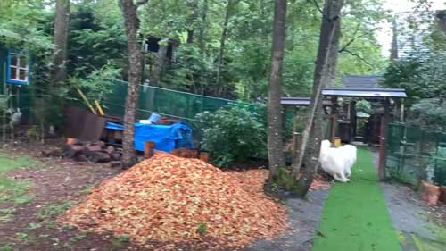 超大型犬 グレートピレニーズ ルンルン アラン いがぐり 悲鳴 駆け寄る