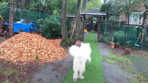 超大型犬 グレートピレニーズ ルンルン アラン いがぐり 悲鳴 駆け寄る