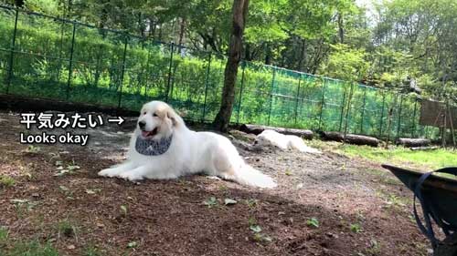 超大型犬 グレートピレニーズ ルンルン アラン いがぐり 悲鳴 駆け寄る