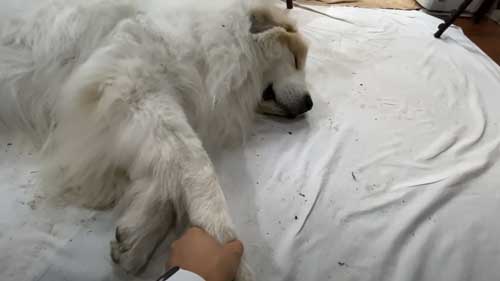 超大型犬 グレートピレニーズ ルンルン アラン いがぐり 悲鳴 駆け寄る