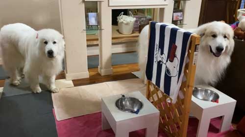 超大型犬 グレートピレニーズ ルンルン アラン いがぐり 悲鳴 駆け寄る