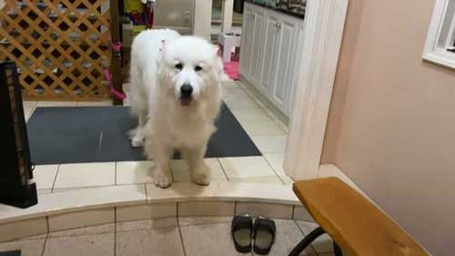 超大型犬 グレートピレニーズ ルンルン アラン いがぐり 悲鳴 駆け寄る