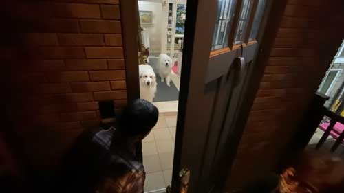 超大型犬 グレートピレニーズ ルンルン アラン いがぐり 悲鳴 駆け寄る