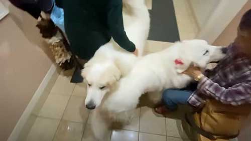 超大型犬 グレートピレニーズ ルンルン アラン いがぐり 悲鳴 駆け寄る