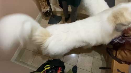 超大型犬 グレートピレニーズ ルンルン アラン いがぐり 悲鳴 駆け寄る