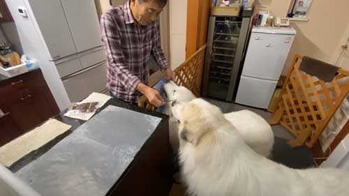 超大型犬 グレートピレニーズ ルンルン アラン いがぐり 悲鳴 駆け寄る