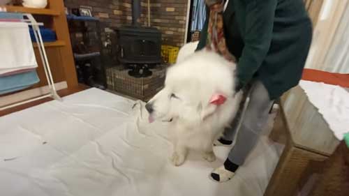 超大型犬 グレートピレニーズ ルンルン アラン いがぐり 悲鳴 駆け寄る