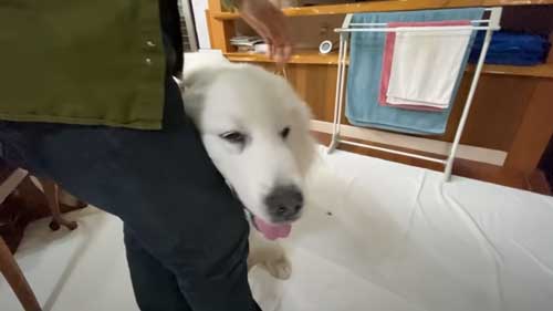 超大型犬 グレートピレニーズ ルンルン アラン いがぐり 悲鳴 駆け寄る