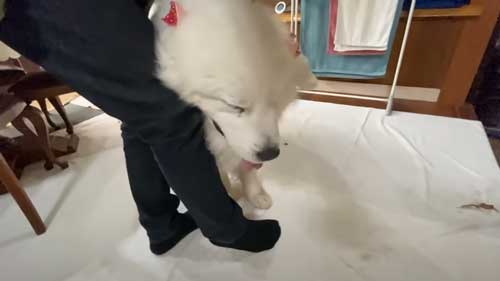 超大型犬 グレートピレニーズ ルンルン アラン いがぐり 悲鳴 駆け寄る