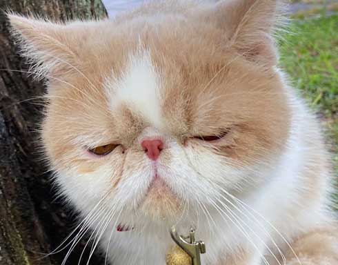 猫 散歩 犬に吠えられた ショボン顔 しょんぼり エキゾチックショートヘア