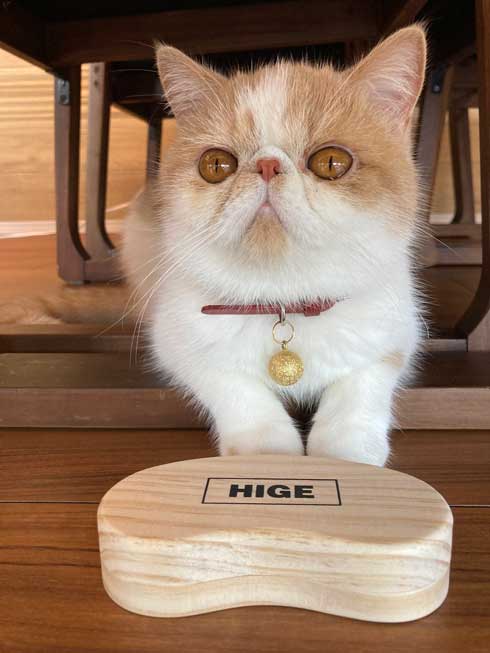 猫 散歩 犬に吠えられた ショボン顔 しょんぼり エキゾチックショートヘア