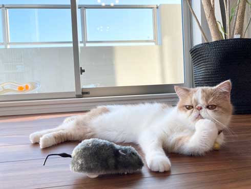 猫 散歩 犬に吠えられた ショボン顔 しょんぼり エキゾチックショートヘア