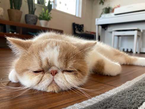 猫 散歩 犬に吠えられた ショボン顔 しょんぼり エキゾチックショートヘア