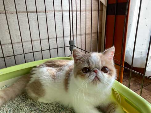 猫 散歩 犬に吠えられた ショボン顔 しょんぼり エキゾチックショートヘア