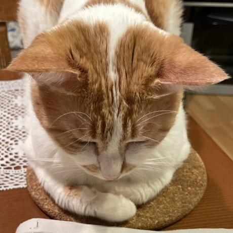 新聞を読むネコちゃん