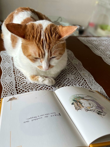 新聞を読むネコちゃん