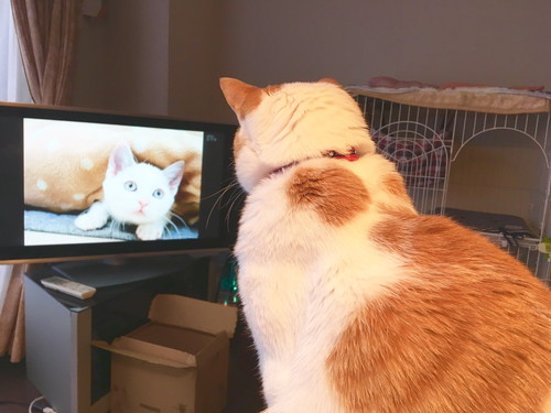 新聞を読むネコちゃん