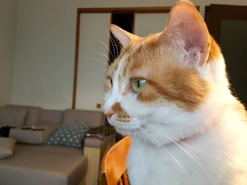 新聞を読むネコちゃん