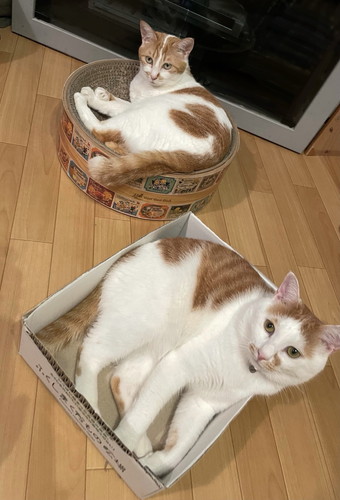 新聞を読むネコちゃん