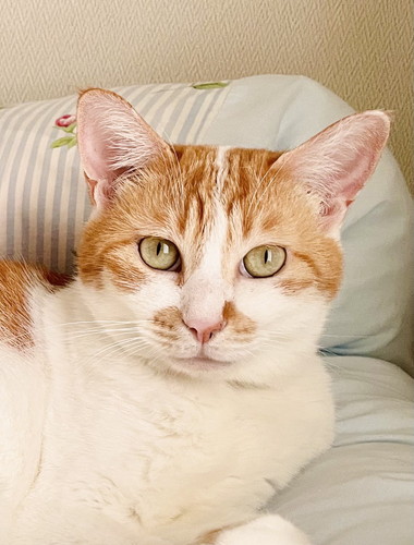 ネコちゃんたち