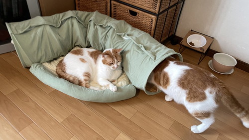 ネコちゃんたち