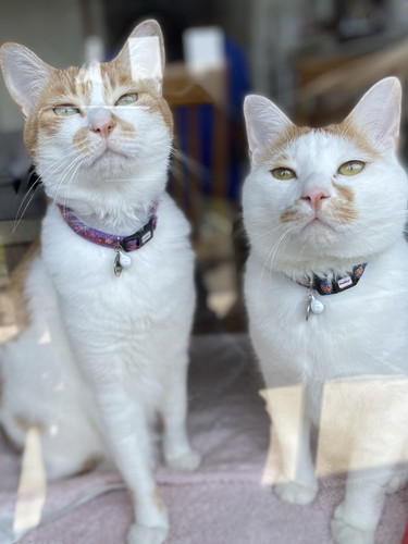 ネコちゃんたち