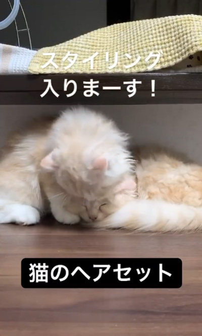 猫のスタイリング